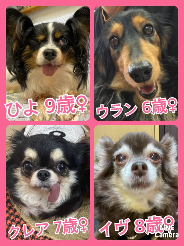 🐾今日の里親様募集中ワンコ🐶メンバーです🐾2021,3,8